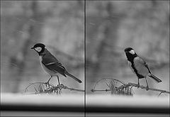 photo "***"
