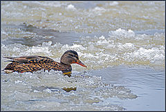 photo "Runet swimming"