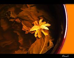 photo "Autumn  in cup"