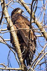 photo "Young Eagle"