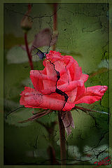 photo "Rose on a wall..."