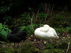 фотоальбом "Animals"