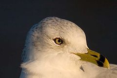 photo "***"