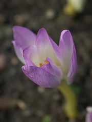 фото "новая жизнь"