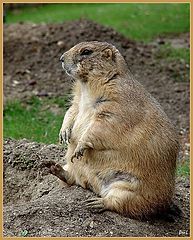 photo "Today "Groundhog Day""
