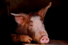 фото "miss pigy"