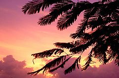 photo "Tropical Sunset"