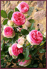 photo ""***""