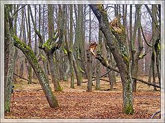 фото "Сказочный лес"