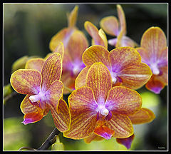 photo "Orchid"