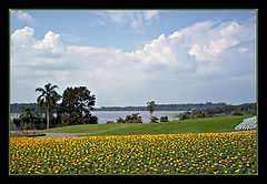 photo "Flowers and clouds"