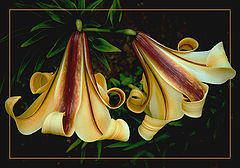 photo "Tnkling of bells"