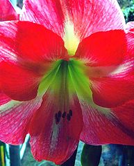 фото "" Hippeastrum ""