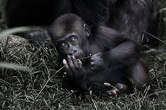 photo "the baby gorilla"