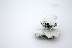 фото "white"