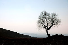 фото "single tree"