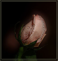 photo "About Fragile Eternity ..."