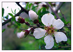 photo "***"
