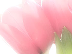 photo "Hug"