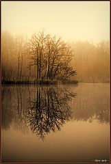 фото "misty morning"