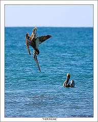 photo "Vertical"