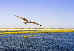 photo "Crane"
