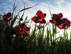 photo "Poppies. A decline."