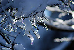 photo "***"