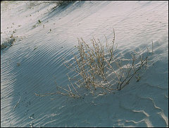 photo "Among the sands-2"