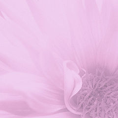 photo "Lilac"