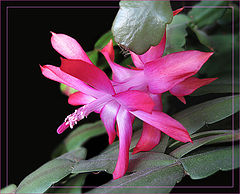 photo "Schlumbergera"