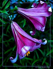 photo "Harmony"