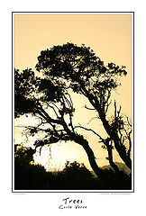 photo "Silhouette"