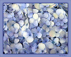 photo "All is Blue"