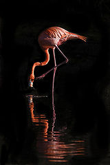 photo "Flamigo 1"