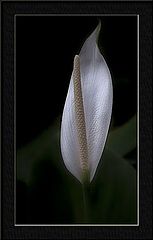 фото "spathiphyllum clevelandii"