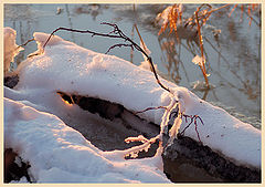 photo "Colours of the snow"