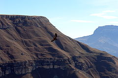 photo "The owner of gorge-Dagestan the Golden eagle."
