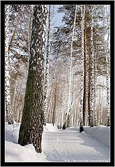 photo "The Botanical gardens"