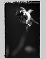 photo "grace"