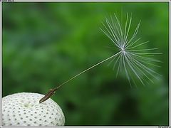 photo "Dart"