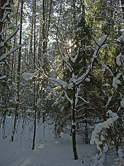 photo "Frost and sun..."
