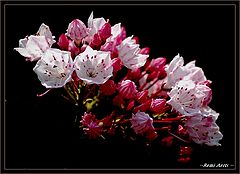 photo "for Valentine"