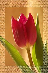 photo "tulip"