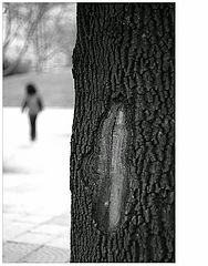 photo "Wound"