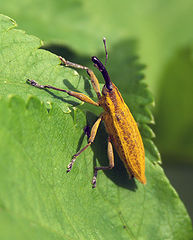 photo "boll weevil"