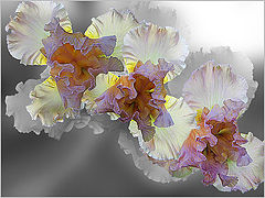 photo "***"