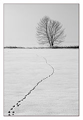 фото "Зимний сюжет"