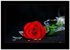 photo "broken "still live"..."