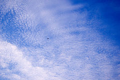 photo "freedom"